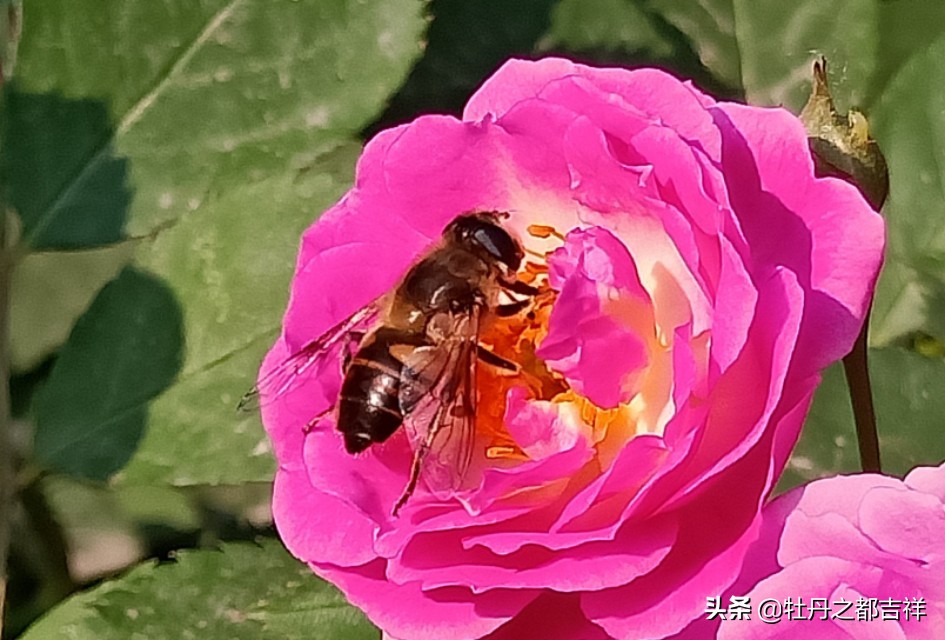 小小精灵采蜜忙，蜜蜂鲜花两相映！小手机拍出大意境