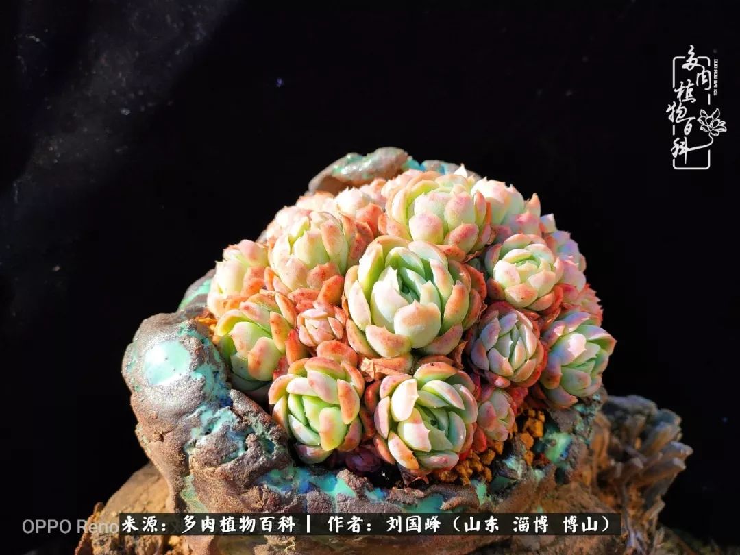 冬季室温20度以上多肉怎么养,贵的不一定就是好的便宜的