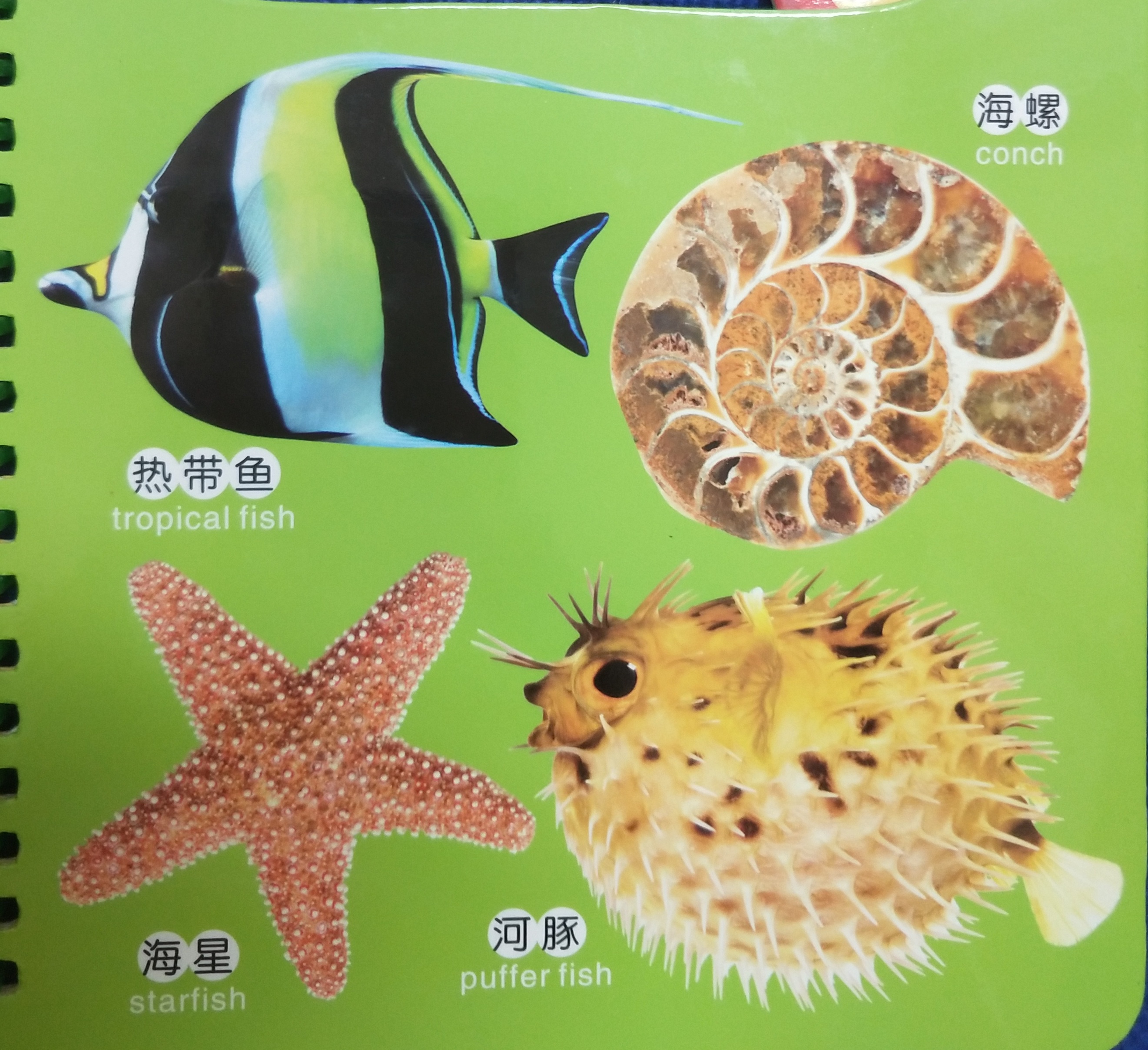 关于动物的绘本双语版,最会逃生的动物绘本