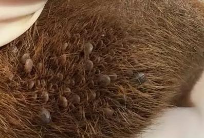 羊寄生虫的症状和治疗方法,羊有寄生虫会有什么症状