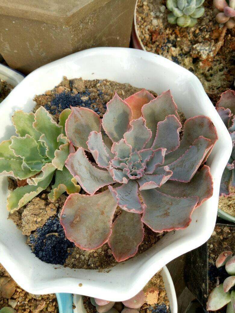 多肉烂根要如何处理？生死回转有妙招，自己在家就能救