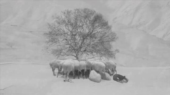 伊朗获奥斯卡的电影,奥斯卡伊朗