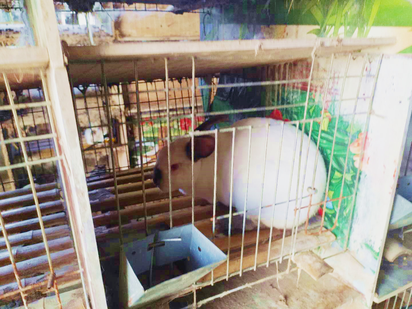 兔子脾气暴躁咬人是什么原因,兔子爱咬人怎么矫正