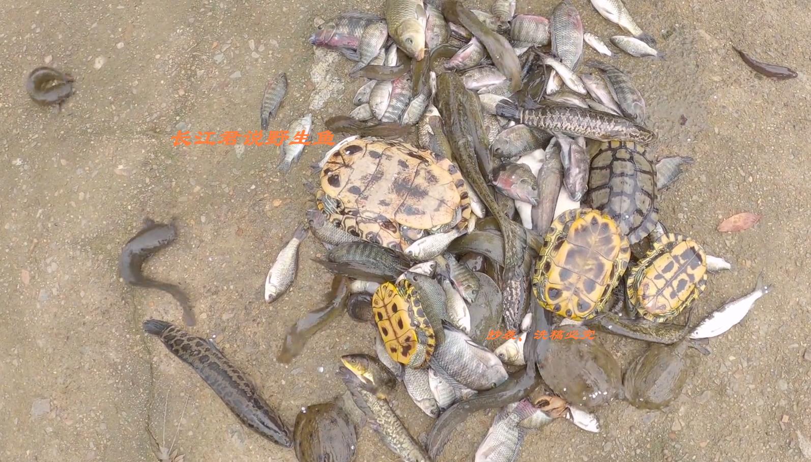 广州小水沟里的巴西龟泛滥,巴西龟泛滥成灾视频