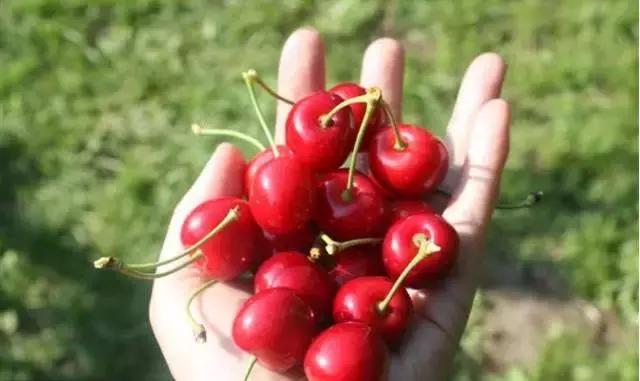 重庆周边摘樱桃,重庆北碚摘樱桃的地方