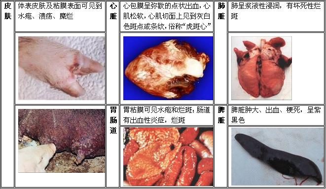 口蹄疫危害及防控,口蹄疫病毒危害