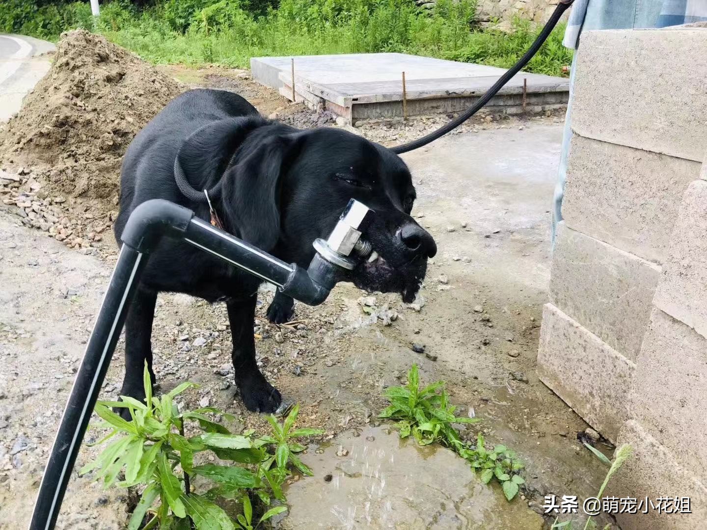 幸运的狗狗却不幸感染血液病,众人为它奔波求医,却没能挽回它