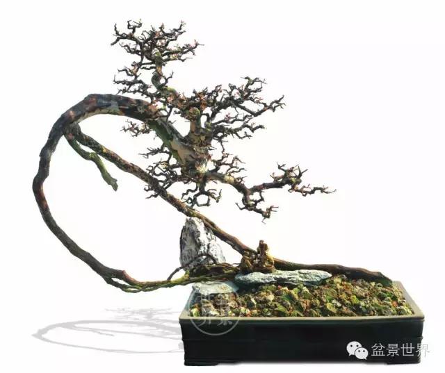 翠鸟根艺石头盆景艺术分享,奇形怪状极品根艺盆景图片