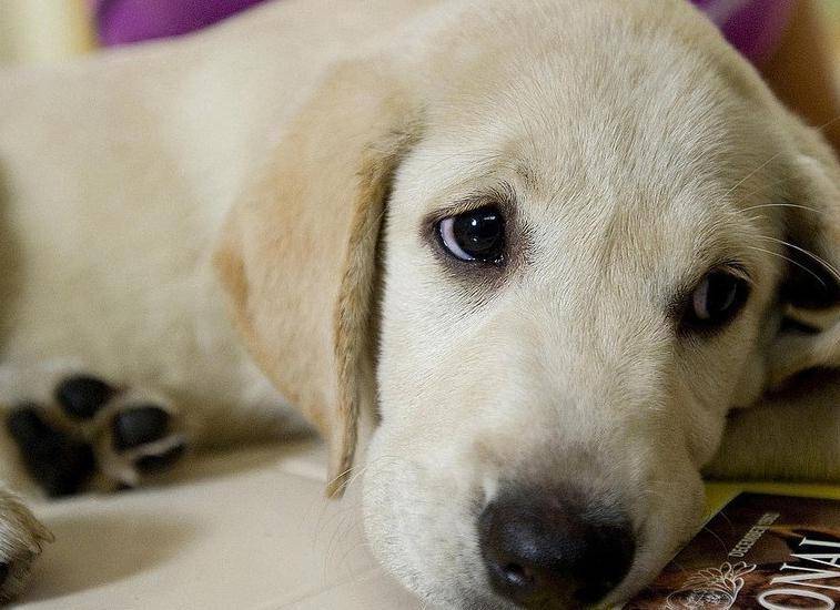 马利与我大结局,马利和我完整版免费观看