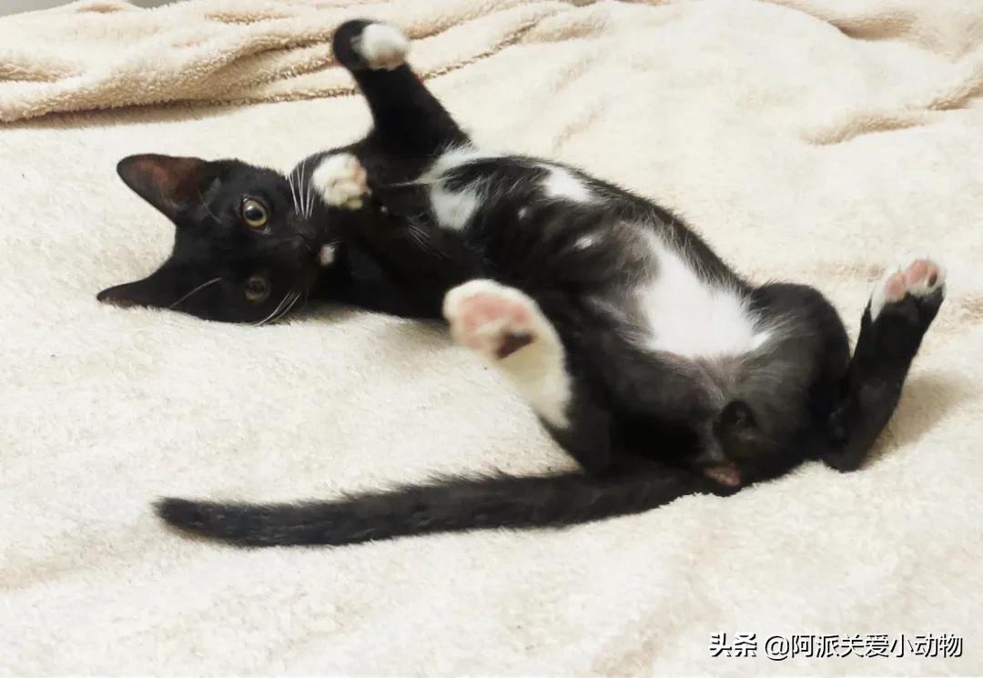 盖雪:信女愿一生荤素搭配,祈望这只拆家啊不,旺家猫找到新家