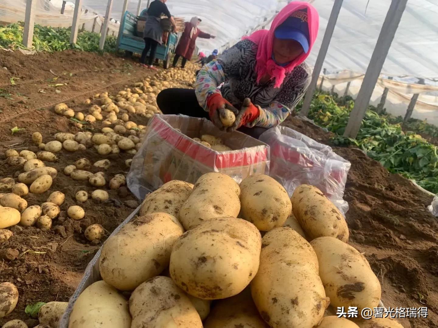 滕州马铃薯基地,山东滕州马铃薯