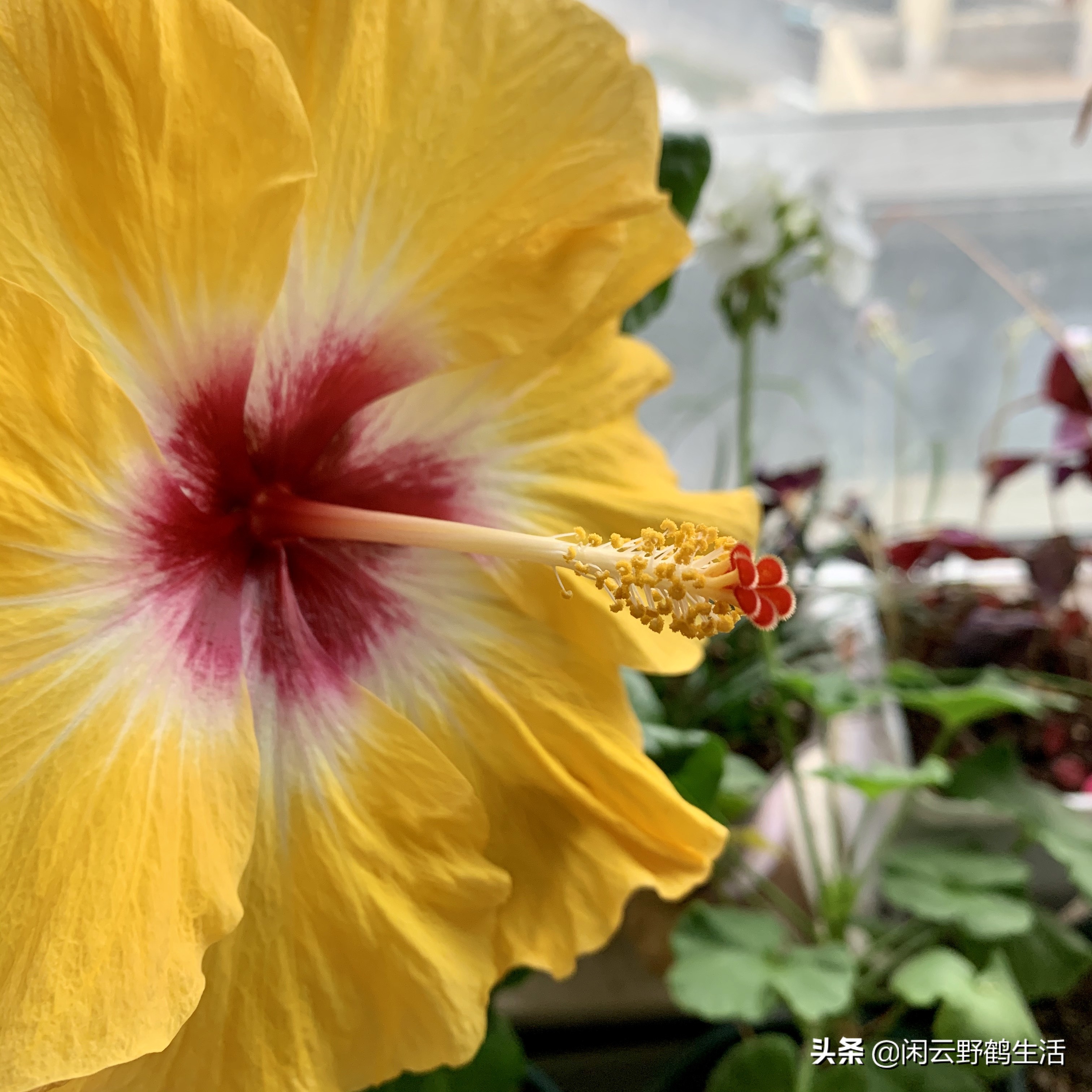 多色扶桑花养护,黄色扶桑花怎样养护和修剪