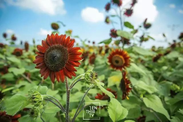 武汉必打卡排行榜,武汉十大打卡地