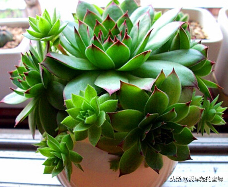 观音莲养了一年不长怎么办,观音莲养多久会爆下崽