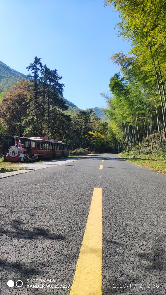 宜兴竹海十一月金色素材图片