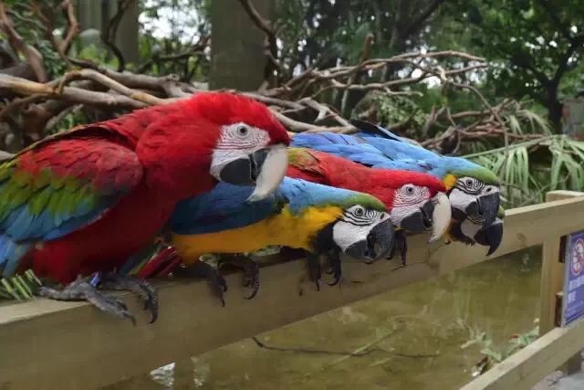 长隆飞鸟乐园拍鸟攻略,广州长隆飞鸟乐园可以摸哪些鸟