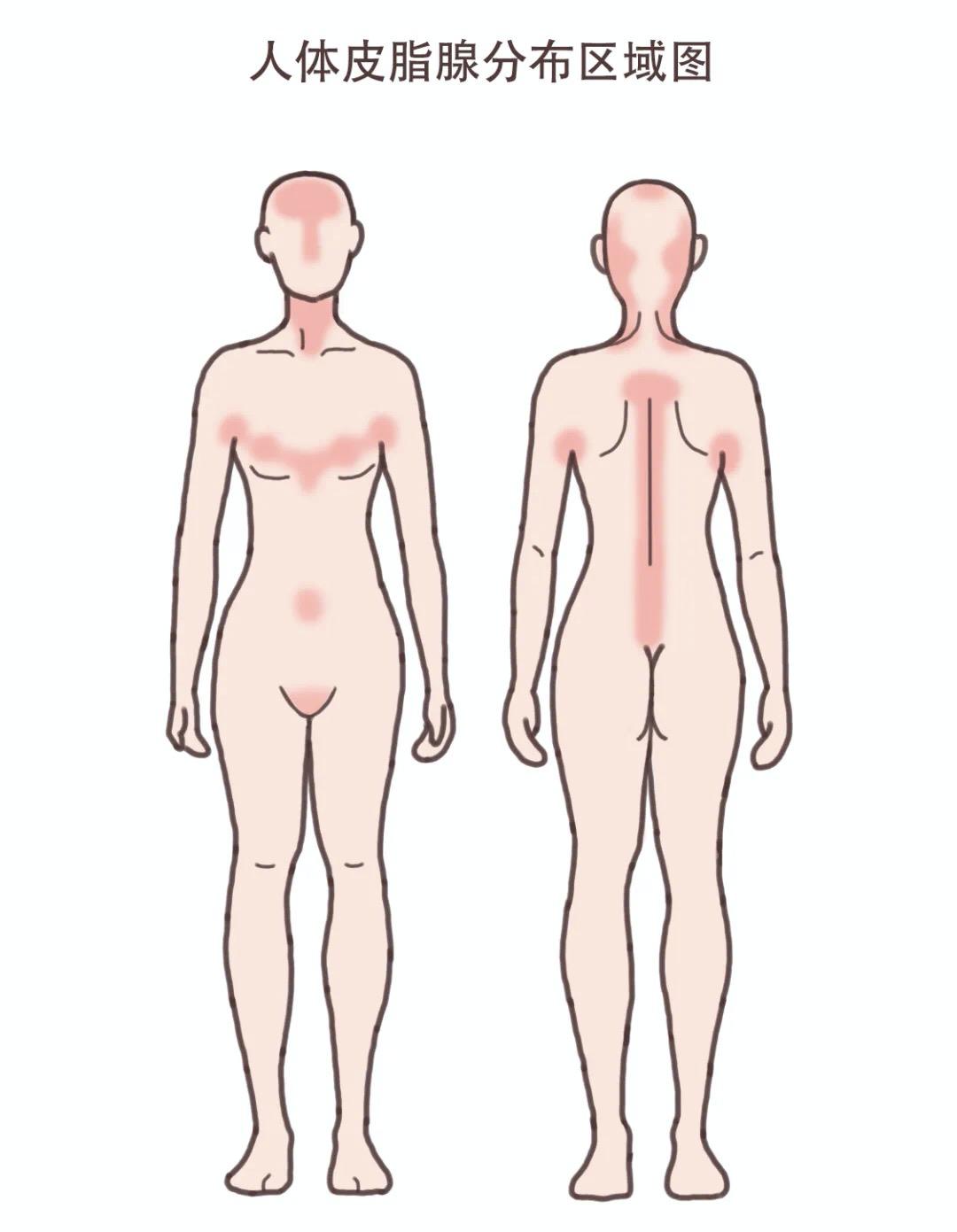 前胸后背的痘痘去不掉怎么办,前胸后背胳膊反复长痘痘该怎么办