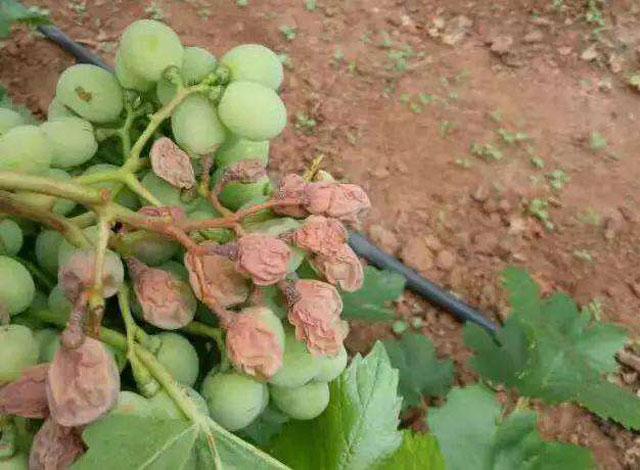 葡萄日灼病是什么病,葡萄日灼病症状比较少的品种