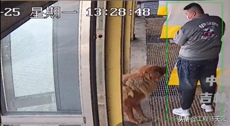 藏獒疯了乱咬人被民警击毙,藏獒冲上去咬金毛