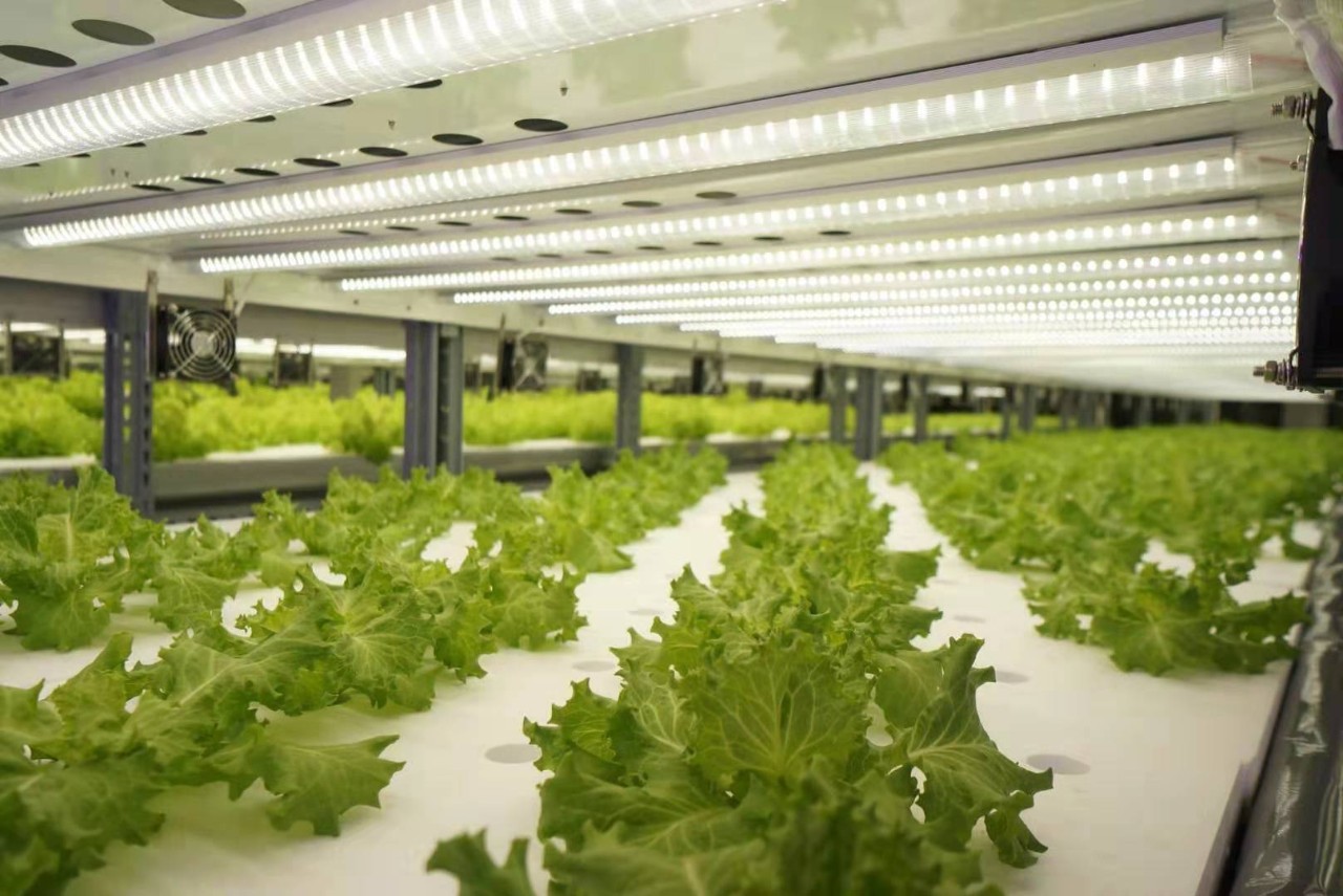 中环易达设施园艺科技有限公司,中环易达魏华农