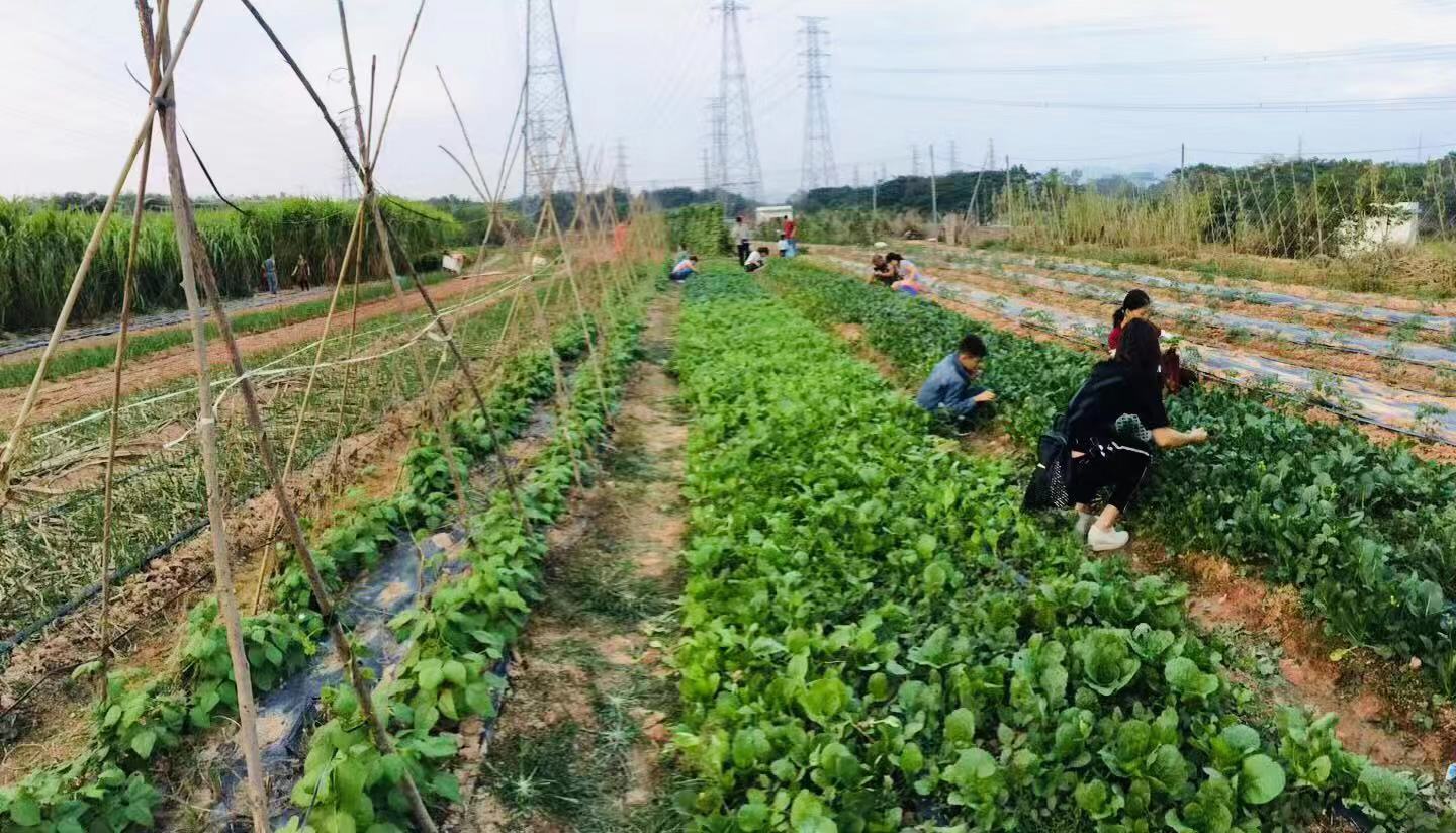 深圳石岩农场生态园攻略,深圳市石岩大树生态农场位置