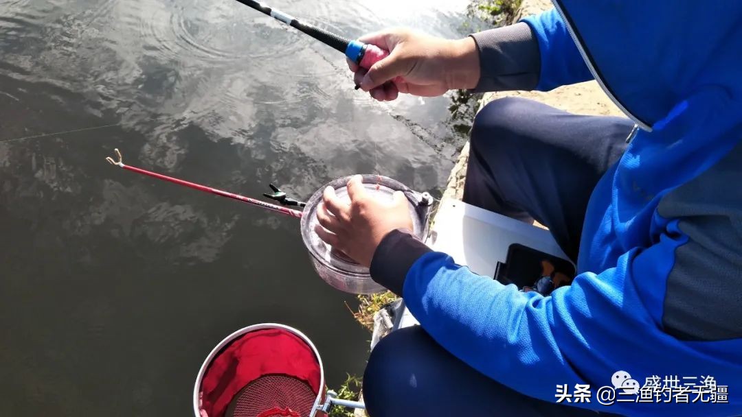 麦粒才是真正的钓鱼神饵，成本低廉效果超牛——盛世三渔