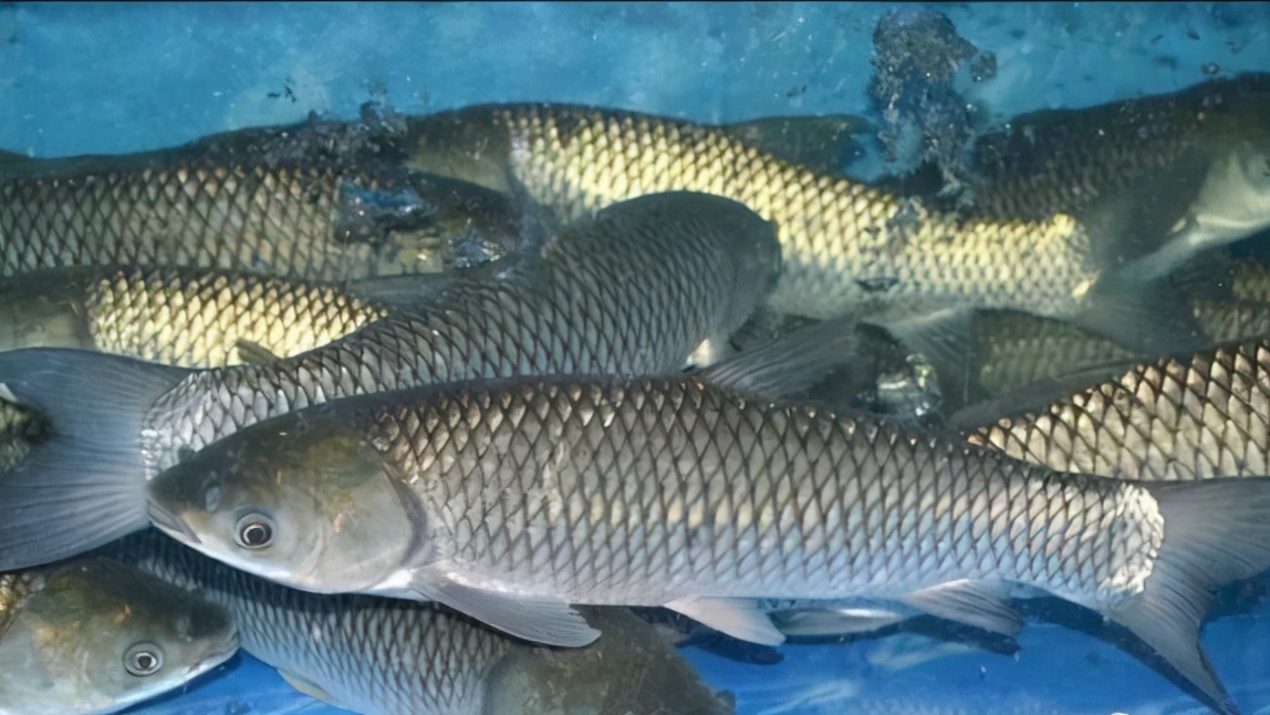 涨知识：鱼类不同的生长阶段，有不同的称呼