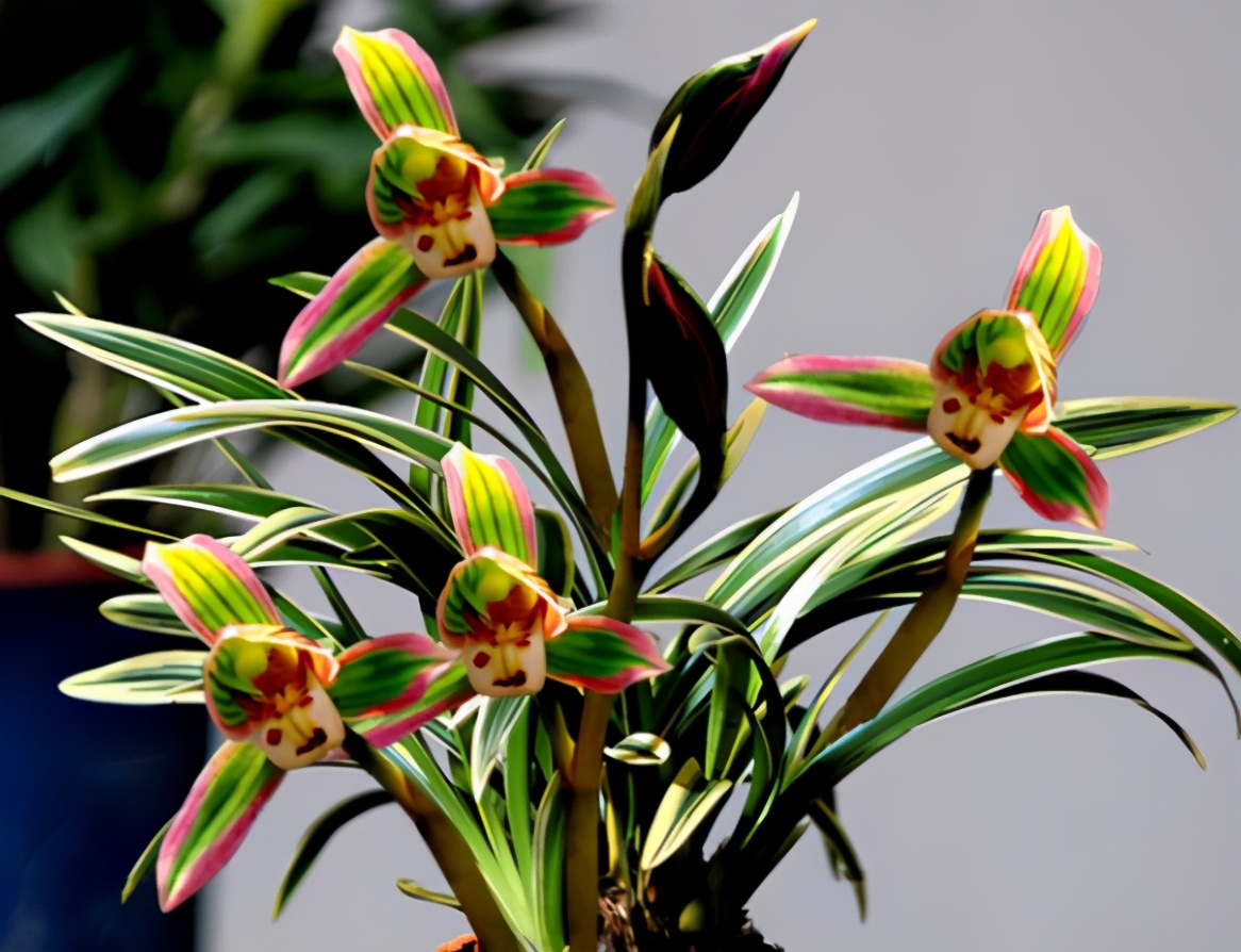 兰花图片及品种金边兰,兰花界的扛把子花色神秘叶带金边