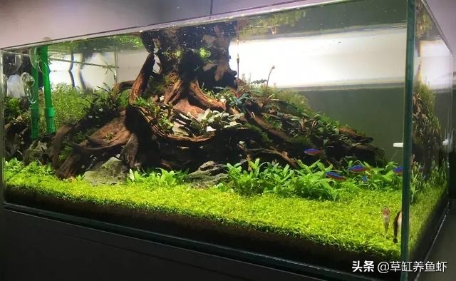 草缸新手入门需要准备什么设备,玩草缸怎么玩