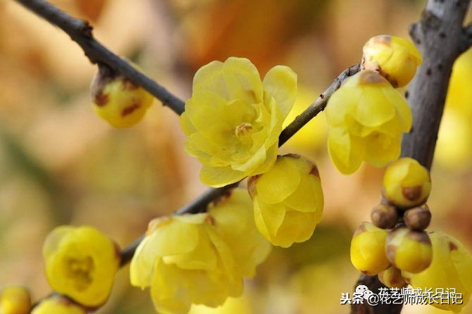 每日一花|平生相见即眉开,一枝腊梅踏雪来