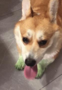 铲屎的都是因为啥和狗吵架，原谅我笑出了声