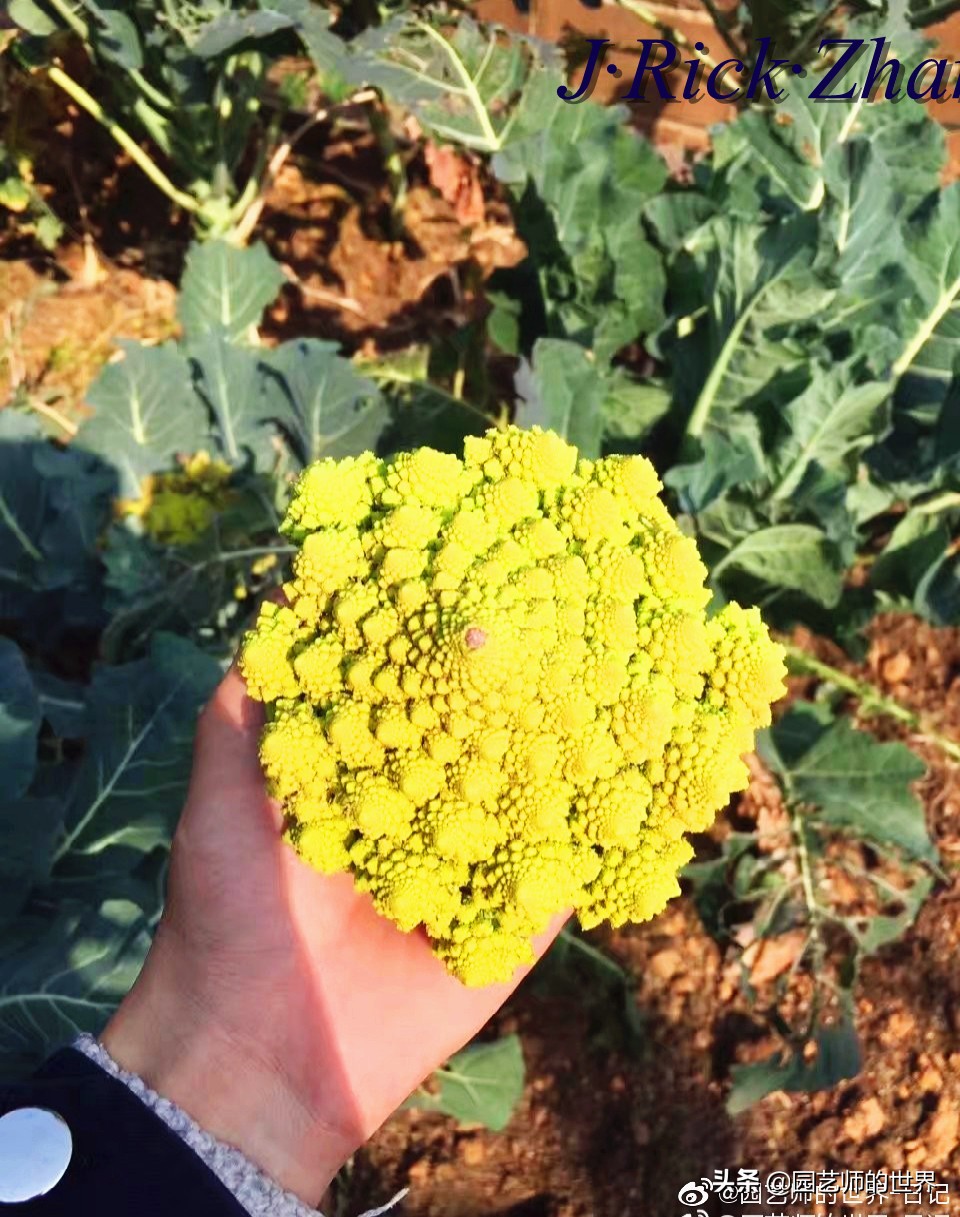 城市蔬菜园景观设计,蔬菜花园造型