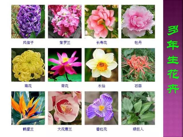花卉大全500种观叶植物名称,1332种常见花卉植物图谱