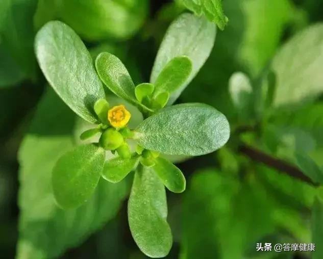 祛湿的食疗汤,女性带下湿热煲什么汤