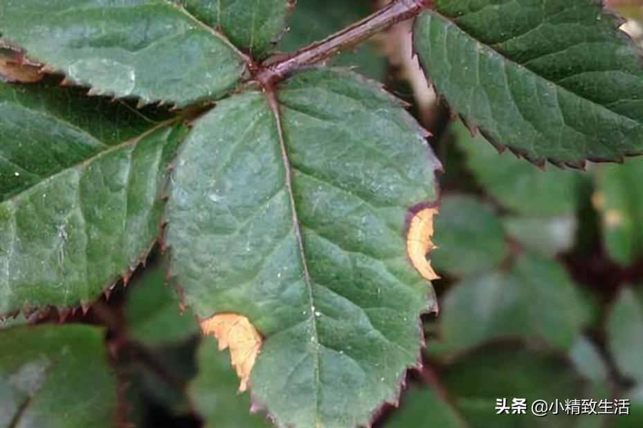 月季花是“药罐子”,常见10种病虫害,预防第一,救治第二