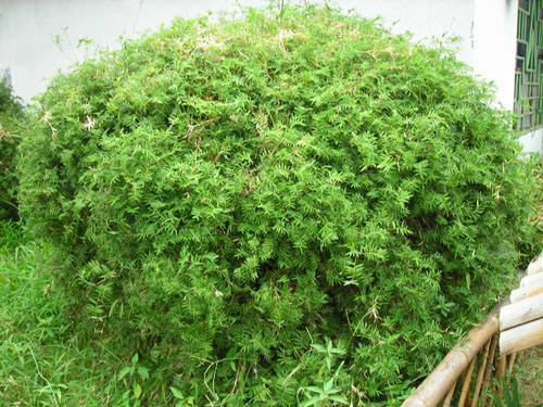 阳台养一盆茉莉,凤尾竹可以放阳台养吗