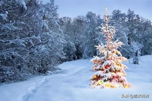 圣诞树是圣诞节的必备装饰,圣诞节最简单装饰