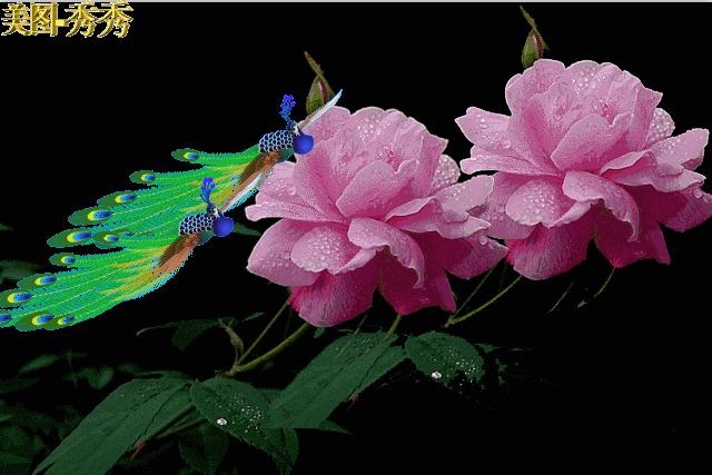 赏诗会（910）做梦的年纪；上联：风雨彩虹炫，下联?