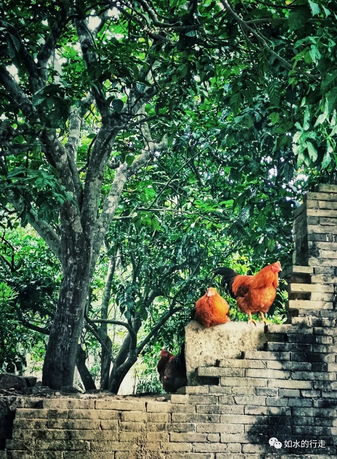 广西扬美古镇,南宁江南区扬美古镇旅游规划