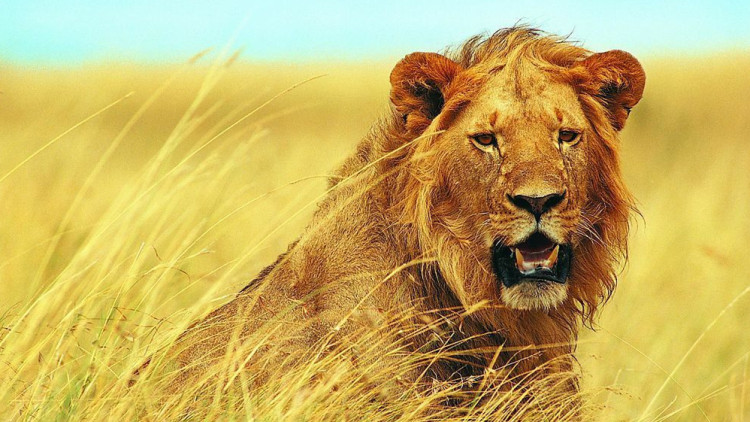 一只老虎和一只狮子打架谁会赢,狮子和老虎打架的故事