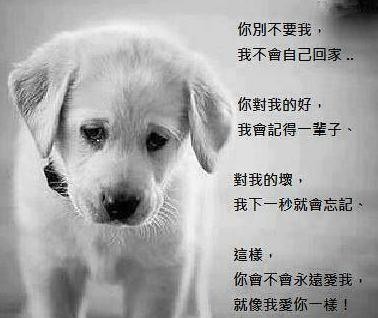 预测：20年后人类可与猫狗聊天！桂林狗肉节岂不呼救声一片￼