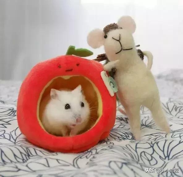 仓鼠宝宝除了喝奶还能吃什么,仓鼠除了吃鼠粮还可以吃什么