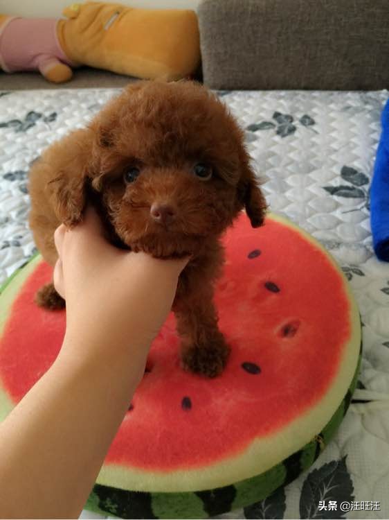 判断泰迪智商测试,如何判断泰迪聪明程度