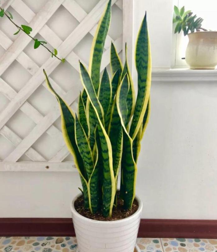 什么花除甲醛和异味,什么花可以净化空气吸收甲醛