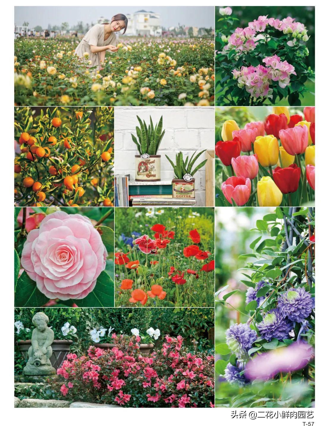 鍥壓鑺卞崏绉嶆鐭ヨ瘑鍏ラ棬,鑺卞崏鍥壓濡備綍鍏ラ棬