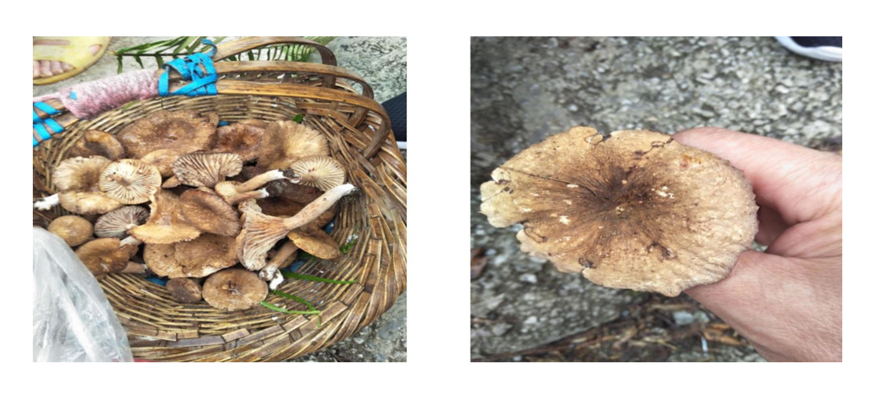 云南可食野生菌品种大全图片,海南常见的几种可食野生菌