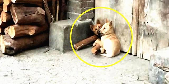 男子发现邻居阳台上有狗后续,男子发现邻居家不对劲