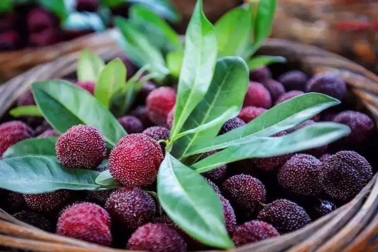 不够新鲜的杨梅可以做杨梅干吗,杨梅吃不完可以做成什么