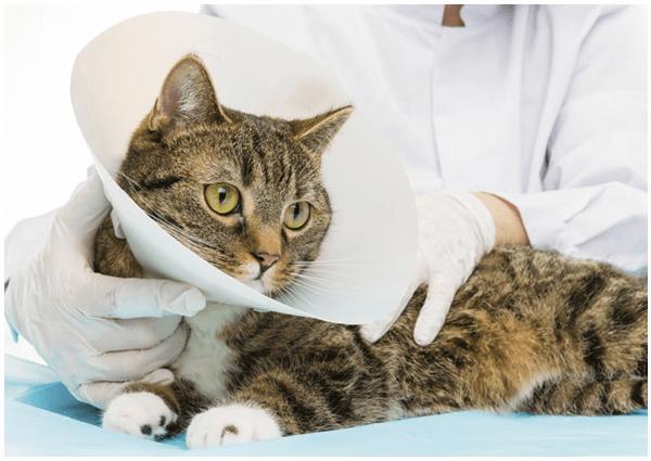 猫咪生产前主人应该做什么,猫咪生产之前主人需要做什么