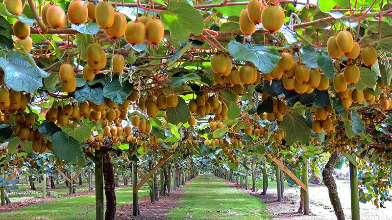 新西兰从中国进口什么水果,新西兰猕猴桃产业成功